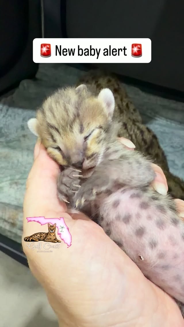 Welcome F3 babies Lentil and Pinto beans 🫘 🥰 both little boys born August 4th will be looking for their forever homes! Message me for more info!
#savannahkitten #spottedcat #floridacats #exoticpets