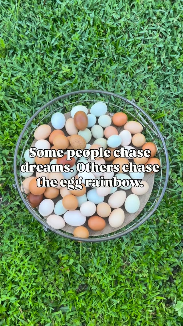 Dreams do come true πͺΊ
#rainboweggs #farmlife #chasingrainbows #theremedyfarm #farmfresh