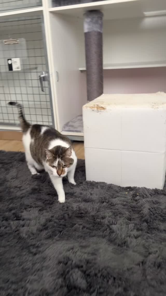 Tammy update 🐱💛 What a win!
Tammy ate more overnight, there was more pee in her litter tray, and this morning she came out to greet me and ate some more. 🙌
We gently lifted her out of her condo and gave her the opportunity to explore our cattery sunroom — and she did!
She had a little wander around before finding the perfect spot by the window, where she spent the next two hours watching the world go by. 🥹☀️
For a 15-year-old girl who arrived very timid, barely eating or drinking and wanting to hide away, these little steps are actually huge wins.
Hopefully, in a few days, Tammy will be ready to move back into our main cattery area — but there’s absolutely no rush.
She’ll tell us when she’s ready. 💛
Here’s some footage of our brave little lady this morning. 🐾
#CatBoarding #Cattery #PetResort #CatHotel #CatLovers