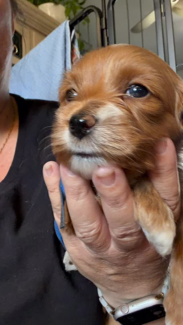 Cavapoo puppies ready 9/13!!! #cavapoo #puppies #puppypawscolorado #doodlepuppy #puppylove