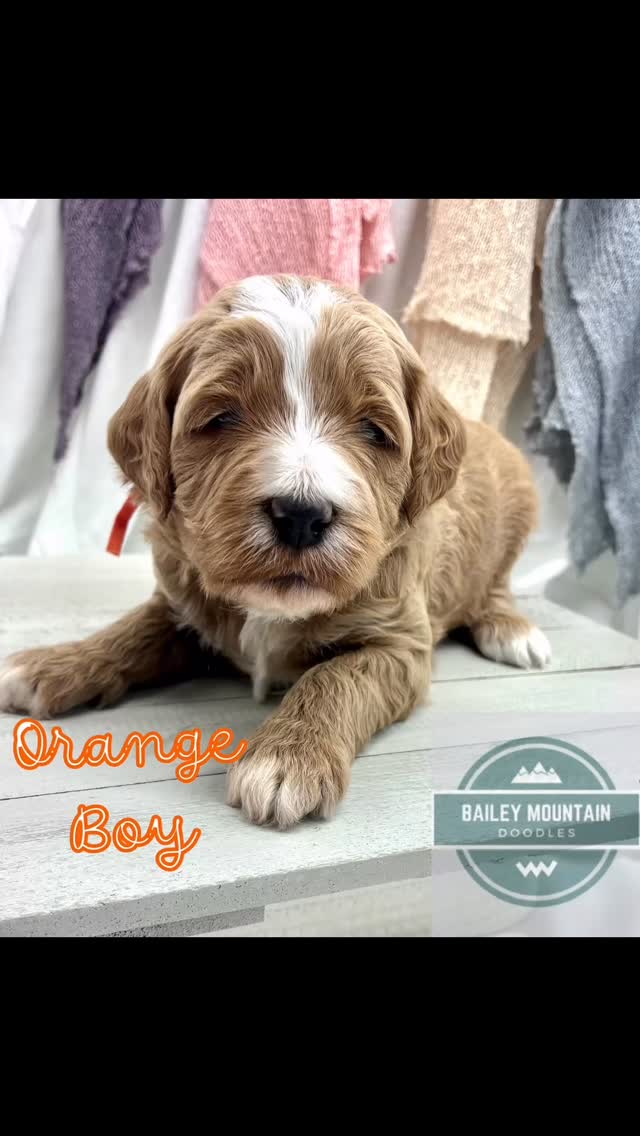 We are 3 weeks old!! We are starting to eat mush and exploring our potty station. Crate time will start this week! We have three available reservation spots. Mini Goldendoodles!!
#BaileyMountainDoodles
#TravelersRestSC
#SouthCarolinaDogs
#SCBreeder
#MiniGoldendoodlesOfInstagram
#BaileyMountainPups
#FamilyDog
#BestFriendGoals
#DogMomLife
#DogDadLife
#DogLoversClub
#FurryBestFriend
#DogsOfInstagram
#PuppyHappiness
#HappyPup
#LifeWithDogs
#MiniGoldendoodle
#GoldendoodleLife
#DoodleLove
#GoldendoodlePuppy
#GoldendoodleNation
#GoldendoodleOfTheDay
#GoldendoodleGram
#DoodleCommunity
#GoldendoodleLovers
