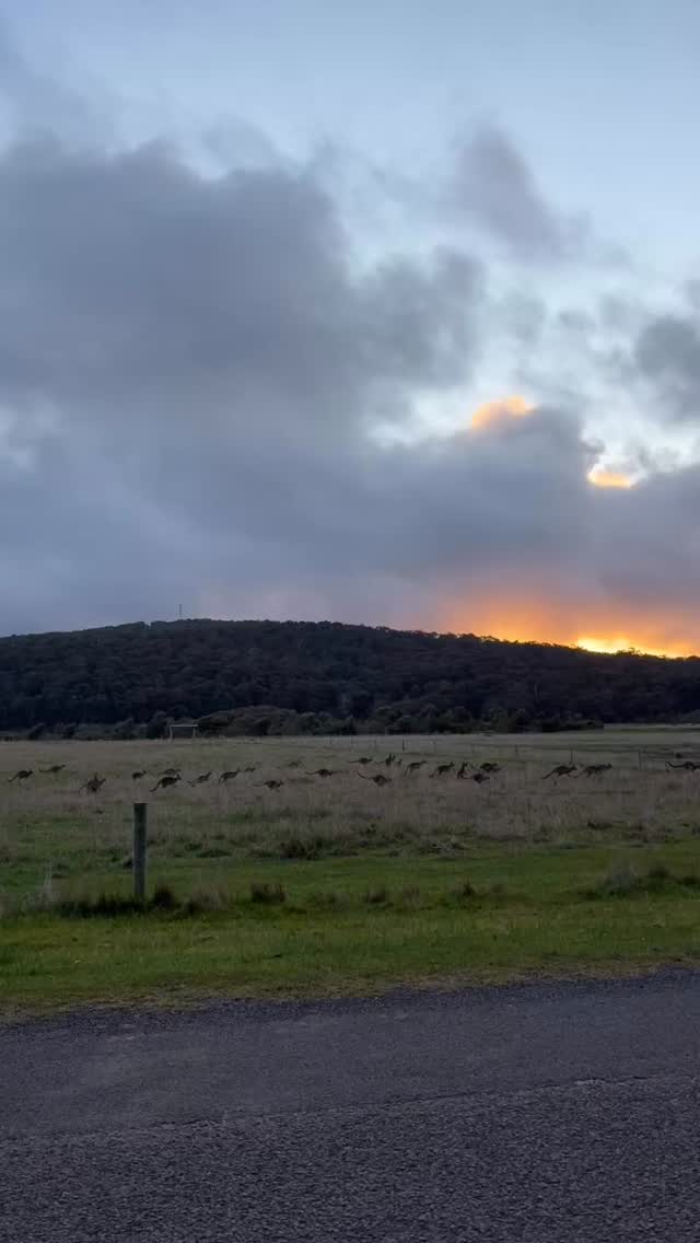 Happy Monday 💚 When the whole community is on a mission 🦘🦘🦘
#naturelover #australia #natureretreat