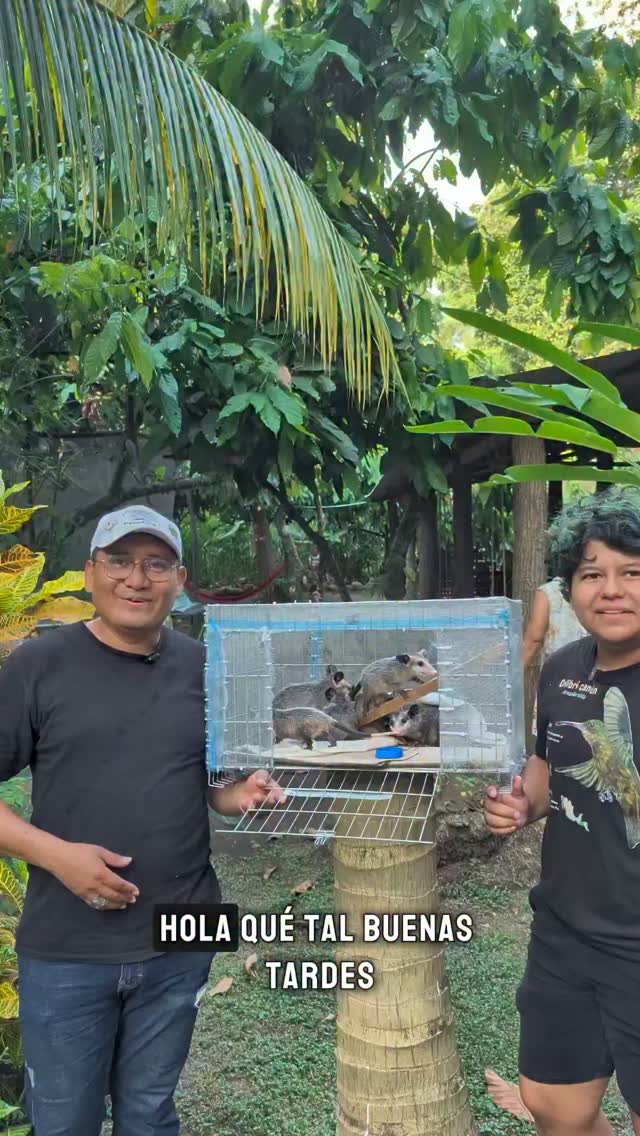Hoy acompañamos a Manuel de @tlacuachepeluchina a realizar una liberación de tlacuachitos sureños (Didelphis marsupialis) en el Centro Agroecoturistico La Lima 🦝
#tlacuaches #biodiversidad
#MedioAmbiente
#tapachulachiapas #educacionambiental