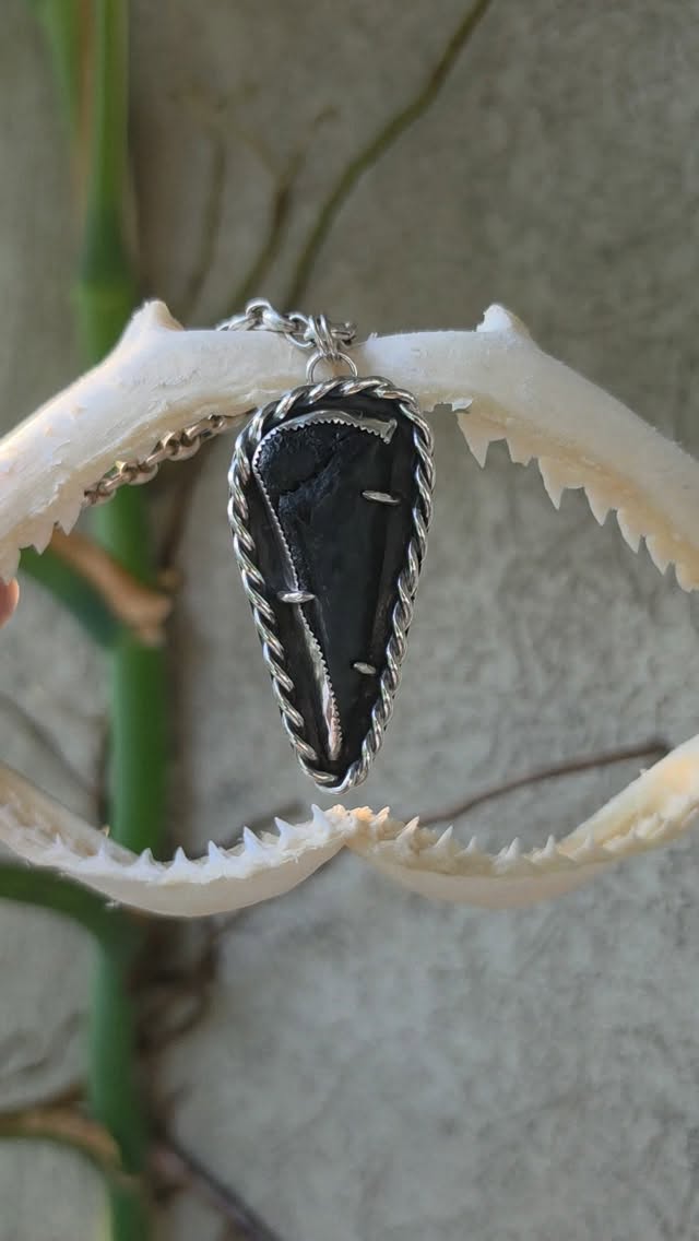 Custom shark tooth pendant for a client who found this tooth while looking for teeth in Myrtle Beach. ๐ฅ๐ฆ๐
Thank you for the fun project!