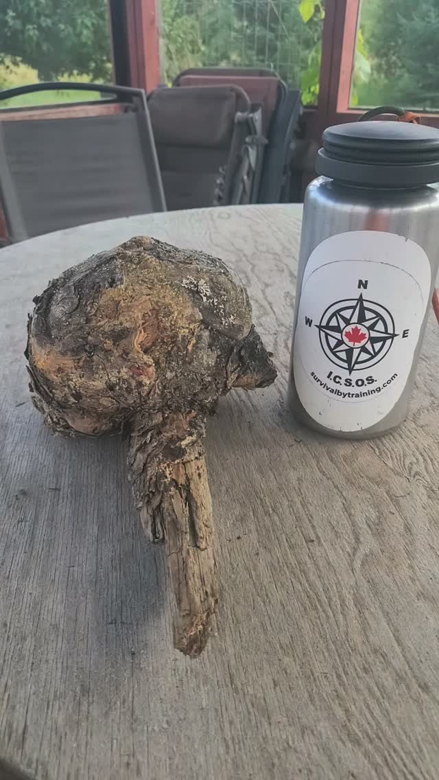Pine burl for fat wood?
#outdooreducation #survival #canada #bushcraft #usa