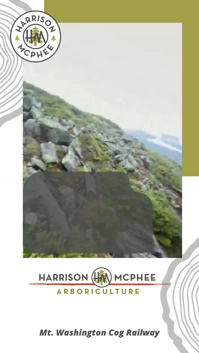 In this episode of A Walk with the Arborist, we’re riding the Mt. Washington Cog Railway to look at how high-altitude trees adapt to extreme winds and heavy snow.
By observing how nature builds short, stout branches to survive harsh storms, we can mimic those exact principles in our urban canopy to keep your trees strong and storm-resistant.
#AWalkWithTheArborist #TreeCare #Arboriculture #ArboristAdvice #MtWashington #TreePruning #UrbanForestry #LearnTrees