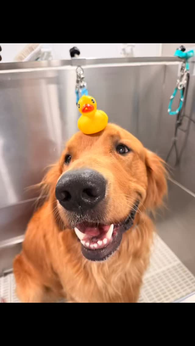 All work no play makes for a dull day! Gotta play a bit with these pups! 💖🥰 #doggrooming #goldenretriever #goldenretrieverworld