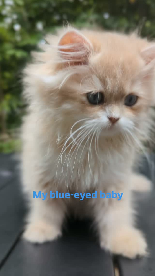 Isaac is saying good morning. He is a lilac golden British long hair kitten with dominant blue eyes. I think this color combination is absolutely stunning.
#britishcat #britishkitten #lilacgolden #blueyedcat #dbe