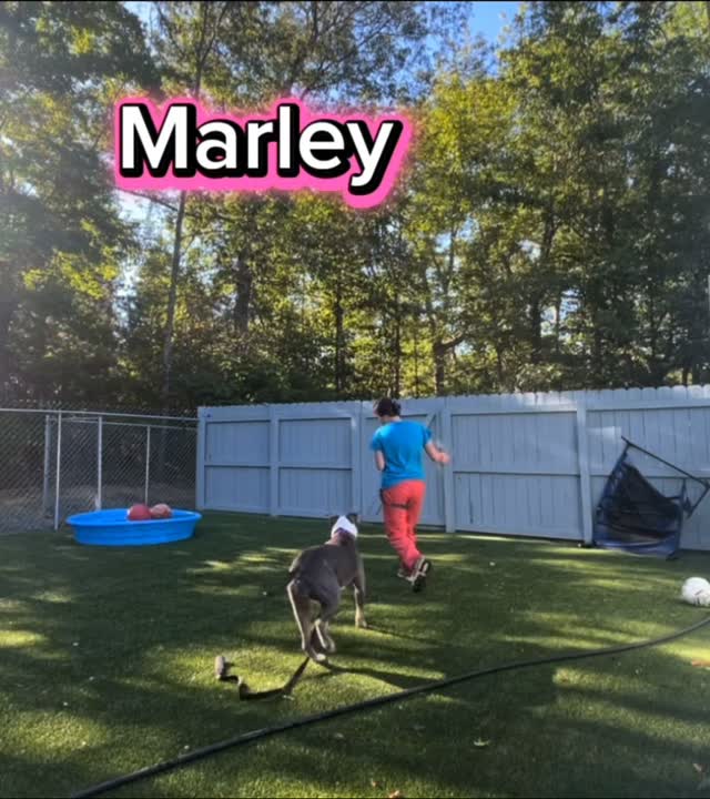 Senior dogs are often overlooked--Marley is a perfect example of the sweerness and sass, between log, calm naps, that senior dogs have to offer.
#adoptdontshop #fluvannaspca #shelterdogs #greymuzzle #pittyatplay