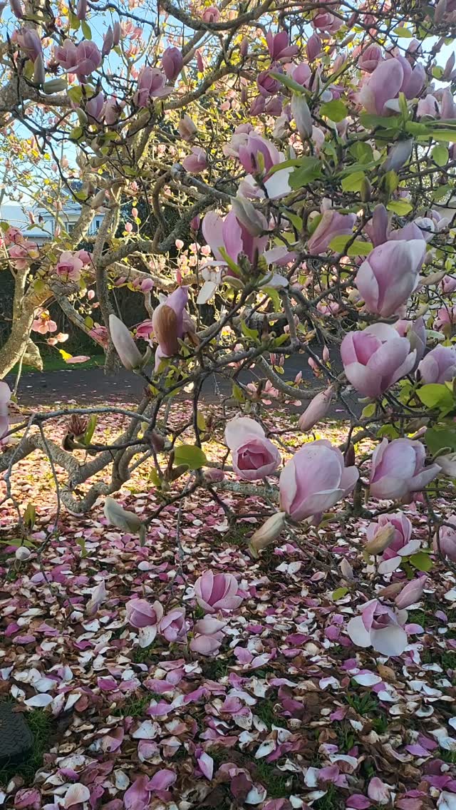 Magnolia time, so pretty for family sessions...