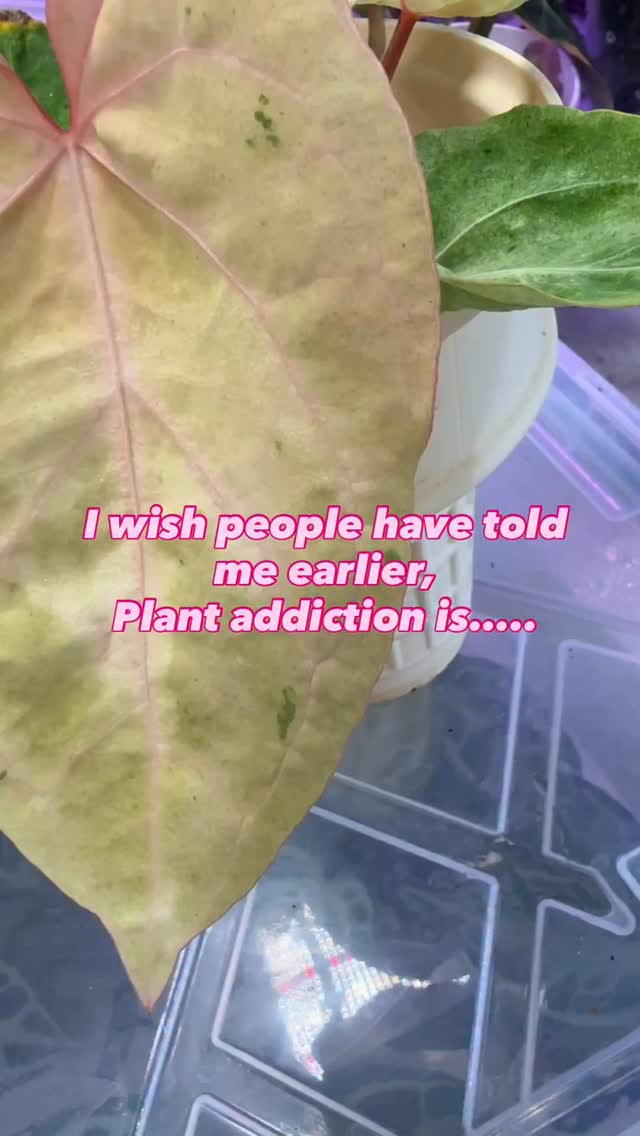 Fresh Import sneak peek 👀
We’ll see more of them on Wednesday.
🌱🌱🌱
#plantimports #anthuriumsofindonesia #plantislife #plantsarerewarding #growthroughwhatyougothrough