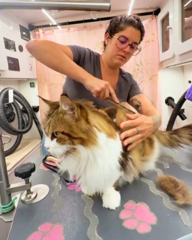 Plot twist: the cat grooming appointment came with unlimited cuddles. 🐱🫧
This little love bug was less interested in causing chaos and much more interested in collecting affection from the groomer.
#BYOPGroomingNY #CatGrooming #StatenIslandPets #LoveBug #GroomingDay