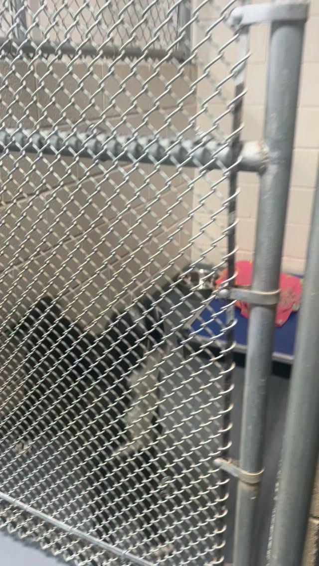 This is quickly becoming my favorite hour of the week! This month ends FREE ADOPTIONS, so come visit this weekend and find your forever fur-baby! There are so many that just want to be loved!
Today I met Marty, Hazel, and Simba! Also, don’t forget about Scarlet who has been there for almost a YEAR! She’s the sweetest girl!!
#pauldingcounty #pauldingcountyanimalshelter #paulding