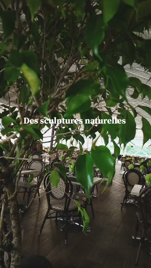 Cet ornement du restaurant mérite votre attention 👀
La beauté se cache aussi dans les détails de votre expérience...
#hotelguadeloupe #hoteldetails #restaurantguadeloupe