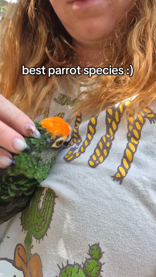 Forgot to post this yesterday, oops. My Tiki weeki 🥰
#jardinesparrot #poicephalusgulielmi #lesserjardines #parrotsofinstagram