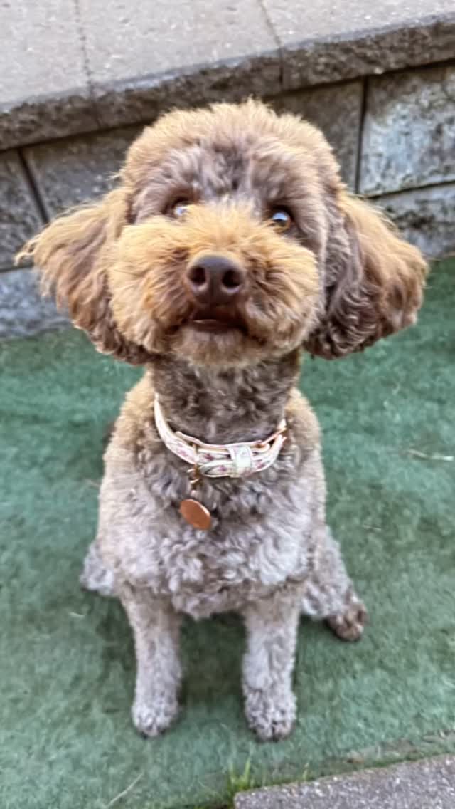 🚨 BELLA G: TOP 3 CRIMES OF THE WEEKEND 🚨
Don’t let the Toy Poodle exterior fool you. 😂
🥇 Crime #1: Humping legs you absolutely should NOT be humping.
Yes. My leg. Repeatedly. 😳
🥈 Crime #2: Eating dog poo that isn’t even your own.
Theft AND disgusting conduct.
🥉 Crime #3: Harassment by excessive charm.
Failure to take a hint despite repeated rejection. 😂
Bella G. Small dog. Extensive criminal record. Zero remorse. 🚔🐩
We’ll be keeping a close eye on this one. 👀
#DogBoarding #PetResort DogHotel DogLovers HappyDogs