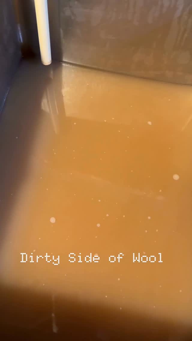 Sheep are dirty.
This was a coated fleece, wool never looks quite that dirty, until you see the water from the first wash.
Even a fleece that looks pretty clean is holding dirt, dust, sweat and lanolin down in the wool. That first wash starts releasing all of that—and depending on the breed and the fleece, some take a little more washing than others.
By the final rinse, I’m looking for water that’s pretty clear.
From first wash to final rinse, now it’s ready for processing.