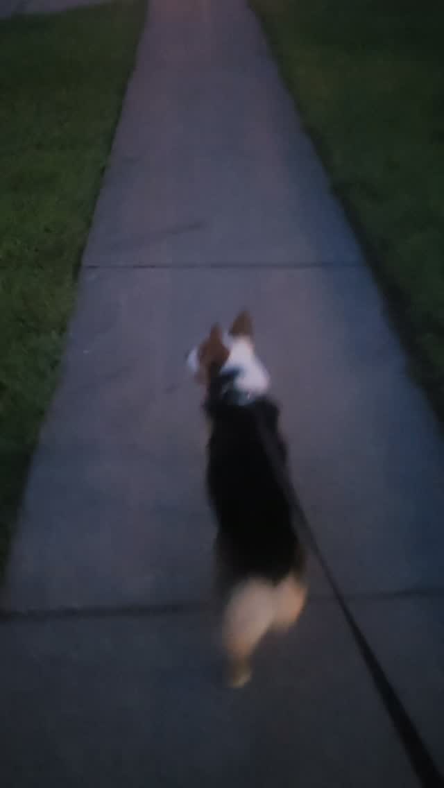 Fen is on his way to GRC tomorrow.
Catch both corgis in the office Wednesday.
Free puppy love with every visit.
🦊🌱
