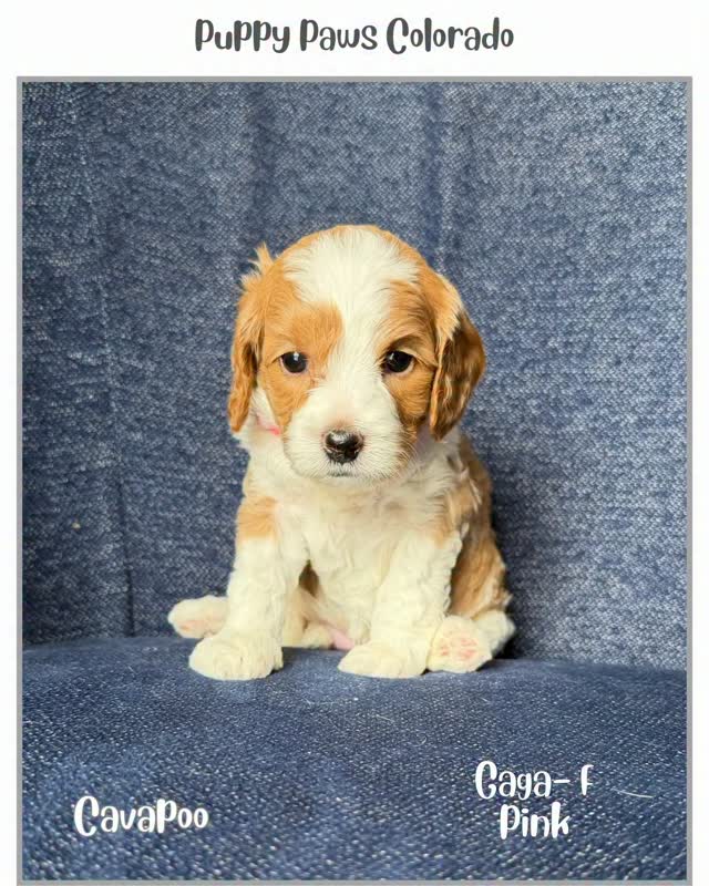 #cavapoo #puppy #puppies #puppypawscolorado #doodlepuppy