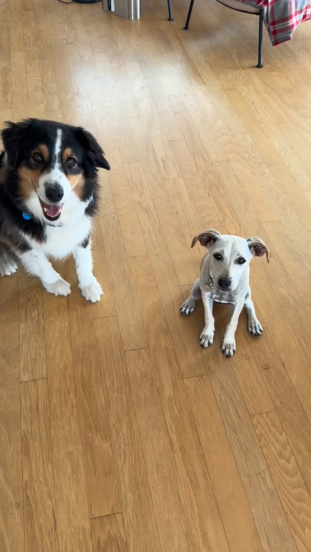 Friends, WE NEED SHARES to find Fanny her Forever Home!
This sweet, sweet little angel had been in foster locally for 2 1/2 months. We rescued her litter of 5 & all her brothers and sisters found homes, but she is wondering where her family is?
Fanny just turned 7 months, weighs just 16 lbs, gets long great with other dogs & cats! and is completely potty trained. She knows basic commands and is the perfect combination of a couch potato and playful.
She sleeps through the night, loves to give & get affection and would make an incredible family dog. She won't get much bigger which makes her a small breed dog. π
To meet our special girl, please submit an application through our website at: www.almarescue.org
WE KNOW WITH YOUR HELP WE CAN FIND FANNY HER FOREVER FAMILY! π©·
#fanny #adoptdontshop #rescuedwithlove #rescuedisourfavoritebreed #almarescue
