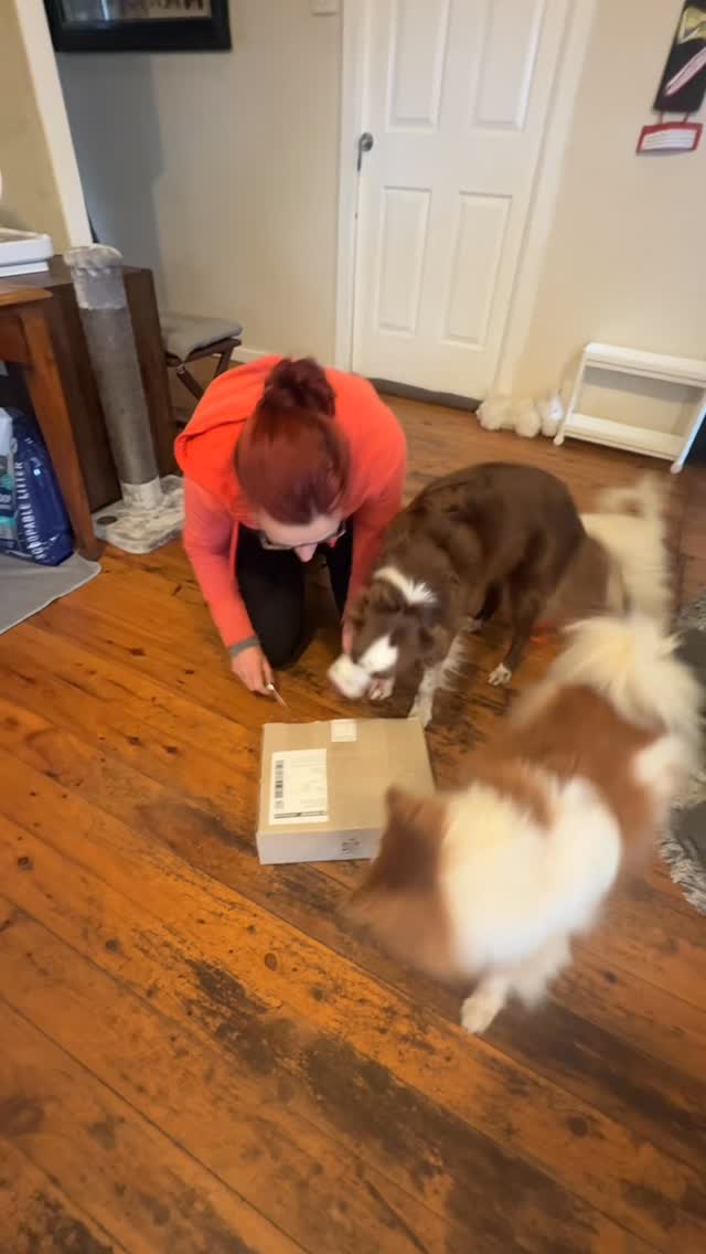 Unboxing our first delivery from @thedogfoodtruckau has been a success and approved by our cats and dogs.
The furry rabbit legs and banana 🍌 bones were a hit with the pups, and the cats thought the kangaroo treatos were snatch worthy ❤️😂
Check them out - small and upcoming Aussie business based in Sydney. Lovely people with a fun dog who sell great products.
#bluemountainsdogs #dogtrainerslife #dogtrainer #dogtreats #treatsfordogs