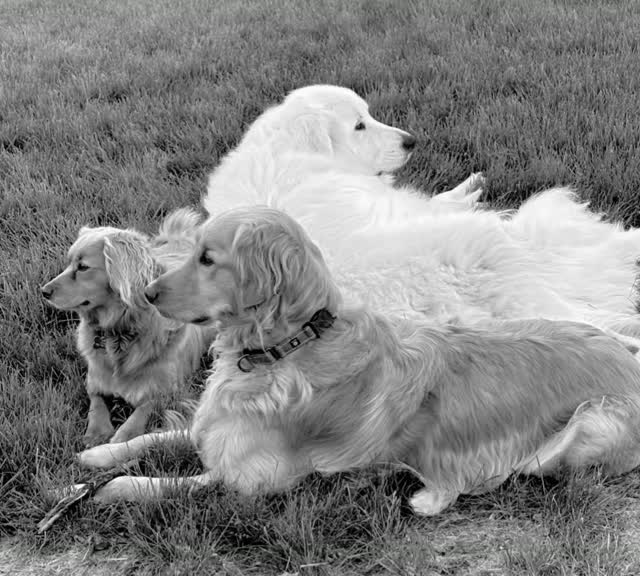 🐾 Happy World Dog Day from Sunny P.A.T.H.H.! 🐾
Today we’re celebrating the four-legged friends who have a special way of making us smile, slowing us down, and reminding us that sometimes the best kind of connection doesn’t need words. 💛
At Sunny P.A.T.H.H., our dogs are more than just farm favorites—they’re part of the magic. From a comforting presence to a goofy tail wag, they show us the power of companionship, connection, and unconditional love.
Here’s to the dogs who make our days brighter and our hearts a little fuller. 🐶☀️
Happy World Dog Day!
Gentle Animals. Peaceful Spaces. Real Connections. 💛
#WorldDogDay #SunnyPATHH #AnimalAssistedActivities #PeopleAndAnimalsTogether #DogLove AnimalConnection
