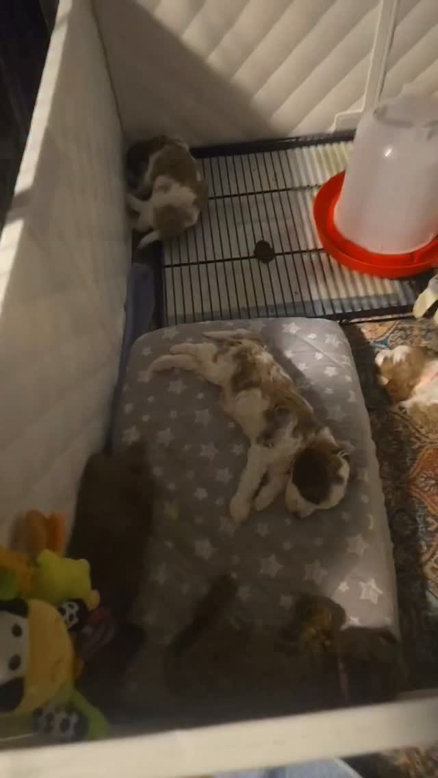 #cavapoo #puppypawscolorado #puppy #doodlepuppy #puppylove