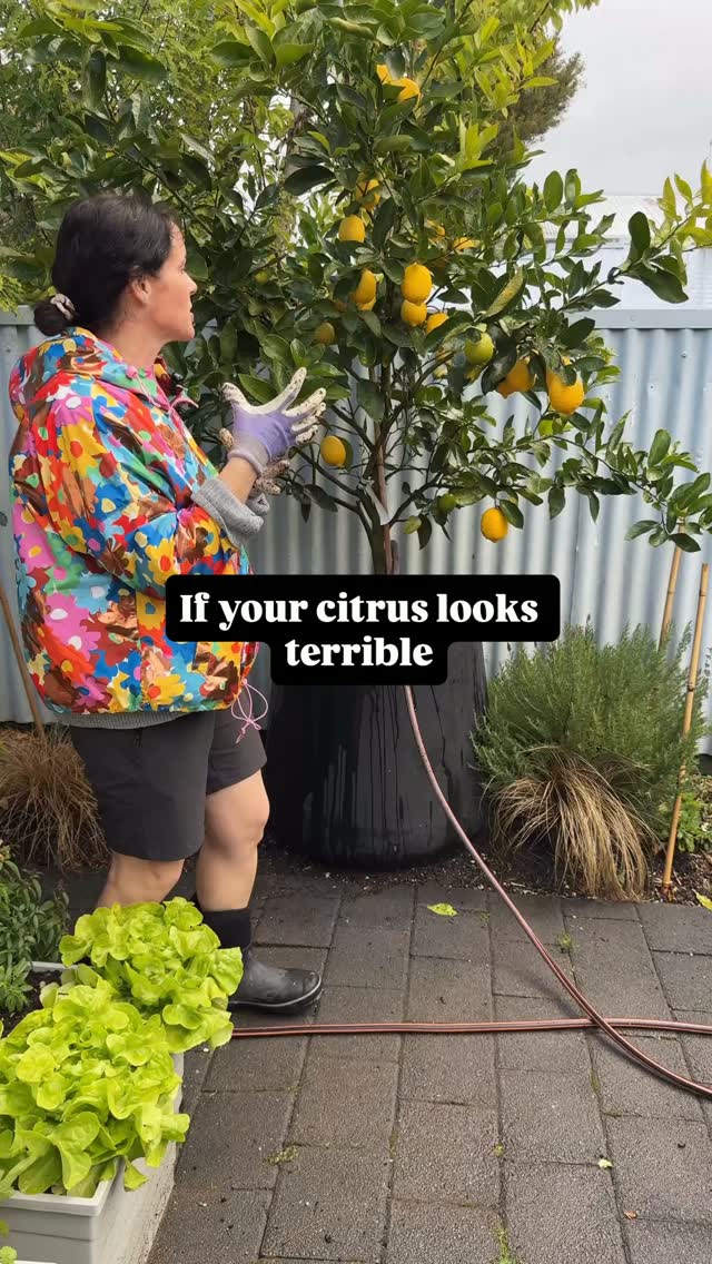 Your citrus tree is hungry. Feed it NOW.
I often hear ‘it’s survival of the fittest in my garden’. Wellll if you’re growing citrus in pots then that mantra isn’t gona land well for you 😂
Citrus are some of the hungriest plants in the garden. Even hungrier in pots.
They’re constantly flowering, producing fruit and growing, so they need regular feeding.
Imagine if you were working that hard and not eating!
FEEDING
Citrus should be fed at least three times a year, with spring being an important time to get them topped up.
LOOK FOR
Yellowing leaves.
One of the common deficiencies we see in citrus is magnesium deficiency.
If your tree is showing signs of deficiency, start with a good citrus fertiliser. Give it some time to respond before jumping straight to specialised products such as trace elements or chelates.
LEVEL UP
Growing citrus in pots? Make your life easy.
We know how quickly they can dry out.
This is where I’ve found a self-watering reservoir incredibly helpful.
The reservoir sits underneath the soil at the bottom of the pot, allowing the plant to access water from below.
You can also add fertiliser to the reservoir system, depending on the product and how the system is designed, so nutrients can be delivered closer to the root zone rather than simply sitting on the surface.
With potentially drier weather ahead, now is the time to think about setting your citrus up for success.
Yes, that might mean yanking it out of the pot, installing a self-watering system and giving it the best chance to thrive.
Life’s too short for an average fruit.