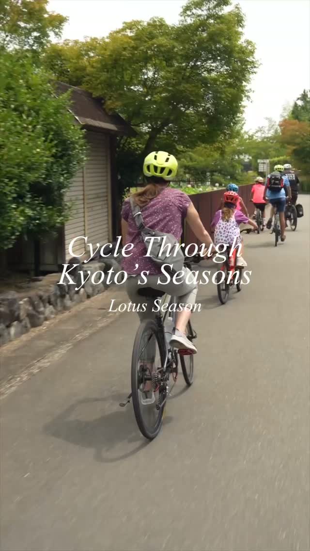 🌸🚲 Discover a different side of Kyoto with us.
Pedal through the city as the seasons unfold, from quiet hidden paths to breathtaking fields of lotus flowers. 🌿🌸
Kyoto is full of beautiful surprises—and some of the best ones are waiting just around the next corner. Our guided bike tours bring you closer to the places, stories, and seasonal beauty that make this city so special.
Come ride with us and experience Kyoto at your own pace. 💚🚴♀️
#KyotoBikeTour #Kyoto #VisitKyoto #KyotoJapan #BikeJapan