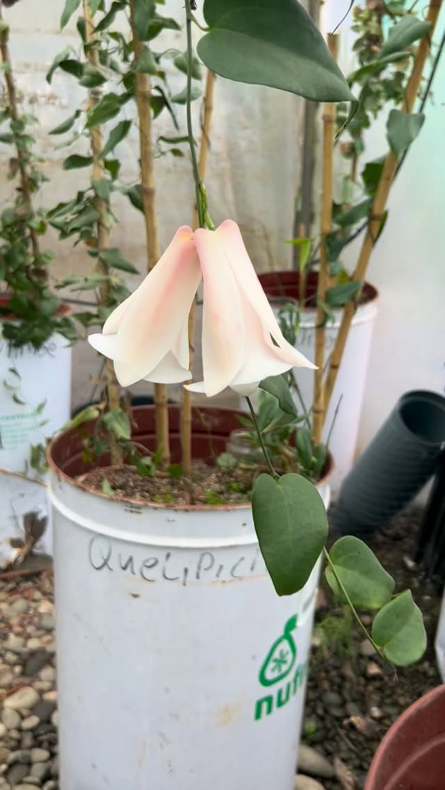 Copihues de invierno
