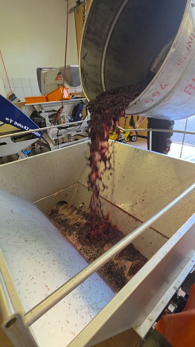 Ernte ASMR😉🍇
#weinliebe #winzerarbeit #weinberg #weinwissen