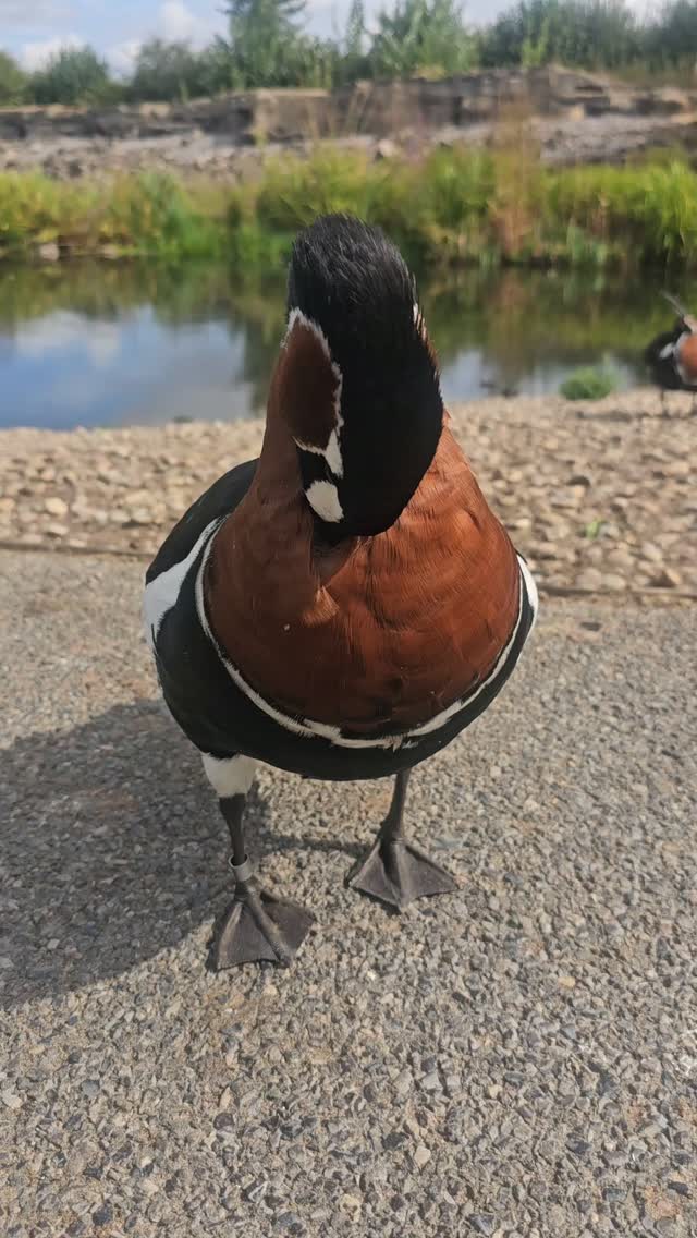 Made a friend @wwtlondon
@wwtworldwide
#noticenature #bekindwatchbirds #natureinspires #birdinguk #lessonsfrombirds