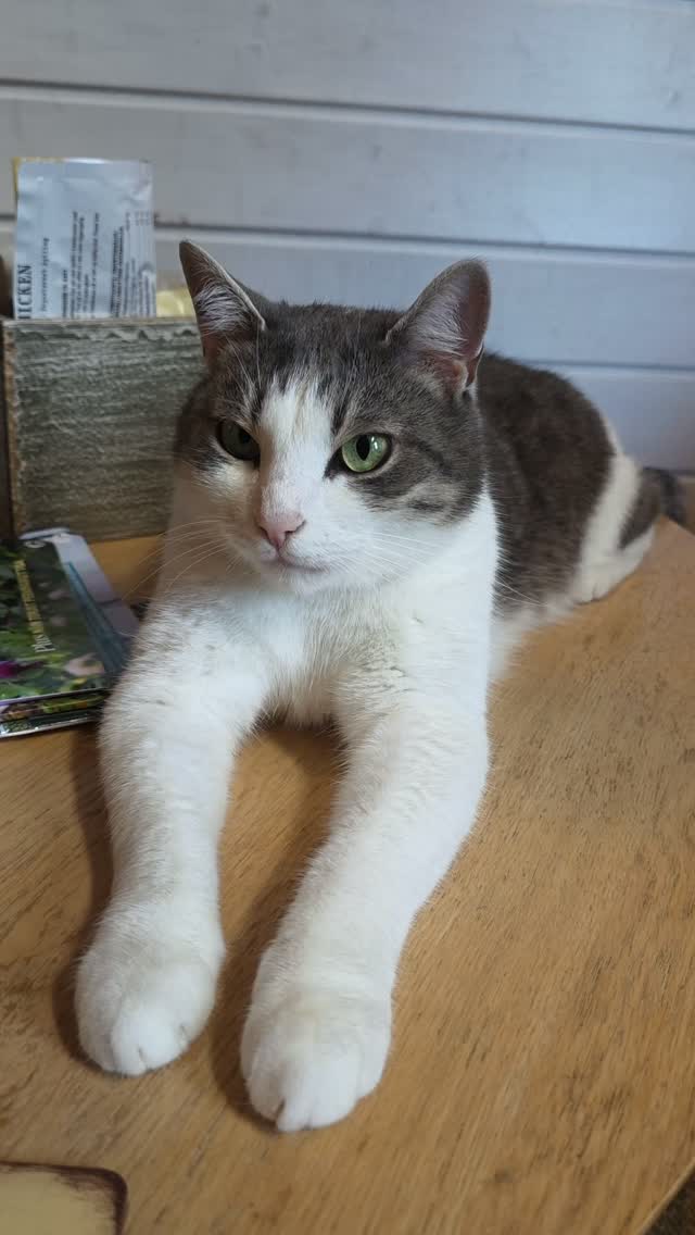 Kissat 🥰
@elainoikeusakatemia
#kissanpäivät
#adoptedcat #adoptdontshop❤️ #rescuecatsrule
