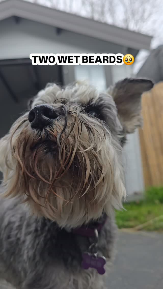 And just the way we like it✌️😊
Loulou and Volt enjoying some one on one care before reuniting with their family in Christchurch tomorrow 🩷
#minischnauzersofinstagram
#cutedogs #hamiltonpettransport #schnauzer #schnauzerbeard