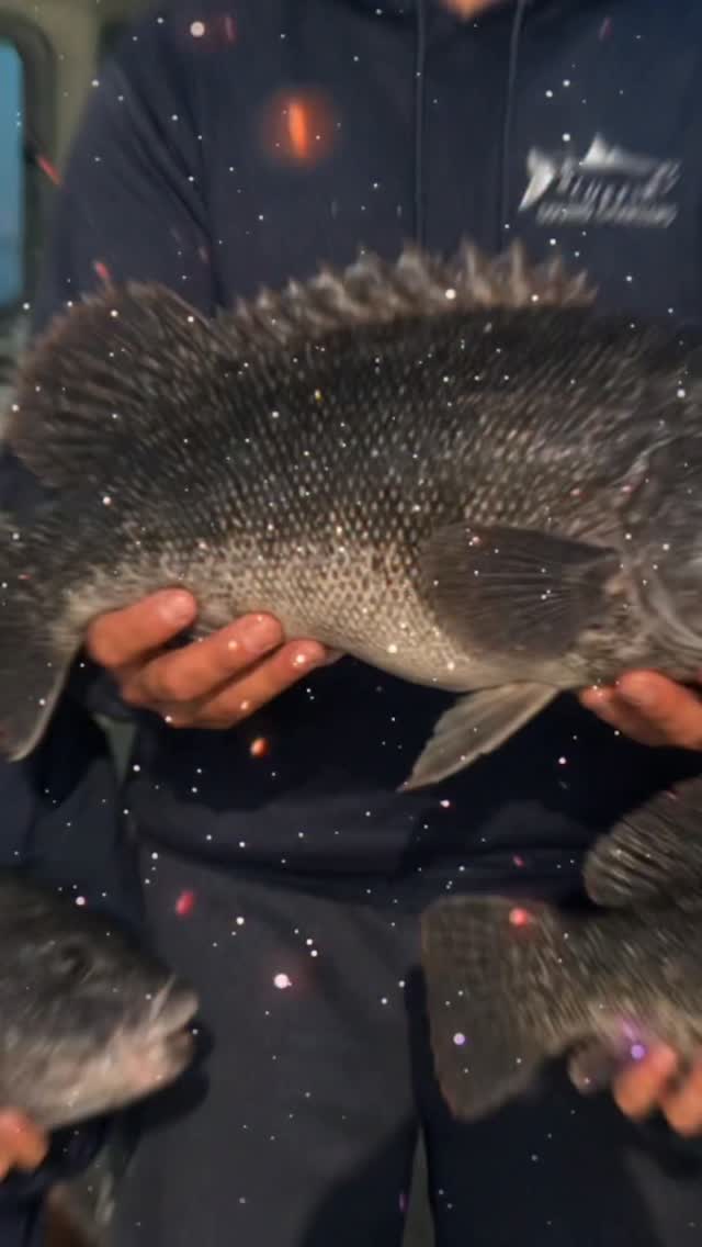🎣 TOG SEASON OPENS OCTOBER 15TH! 🎣🔥
The countdown is on! Bluefin Sound Charters is now booking Tog/Blackfish trips starting October 15th!
It’s time to get back on the wrecks and rock piles and PUT A BEATING ON THE BLACKFISH! 💪🐟
🦀 Opening Day October 15th
🎣 Prime Tog/Blackfish trips
⚓ Wrecks & rock piles
🐟 Chase your personal best
🔥 Prime dates are still available!
Tog season is one of our favorite times of the year, and the best dates won’t stay open for long.
📲 DM or call Bluefin Sound Charters to lock in your trip!
LET’S GO TOGGIN’! 🎣🔥
#BluefinSoundCharters #TogSeason #TogFishing #litetackle #fishing