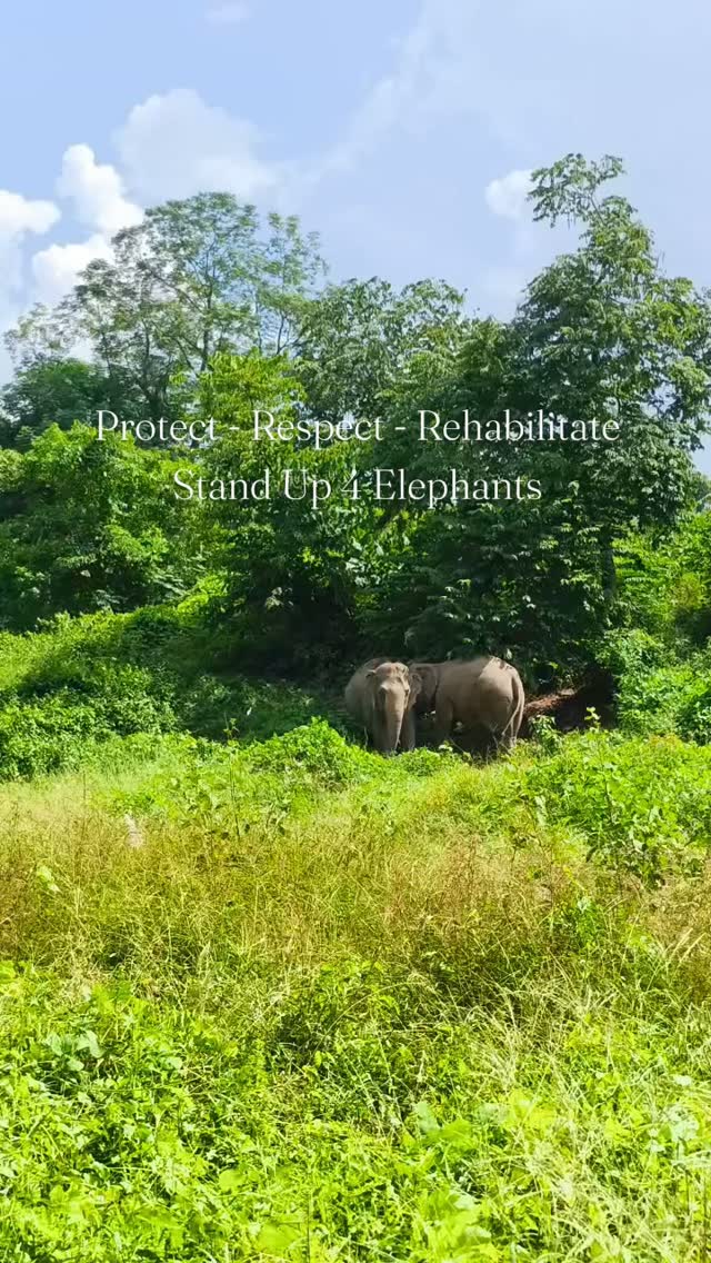 Click here @sanctuaryelephantsnepal and in the link in the bio to know more and help us 🙏🐘🤍
#conservation
#ethicaltourism
#nepal
#ElephantWelfare