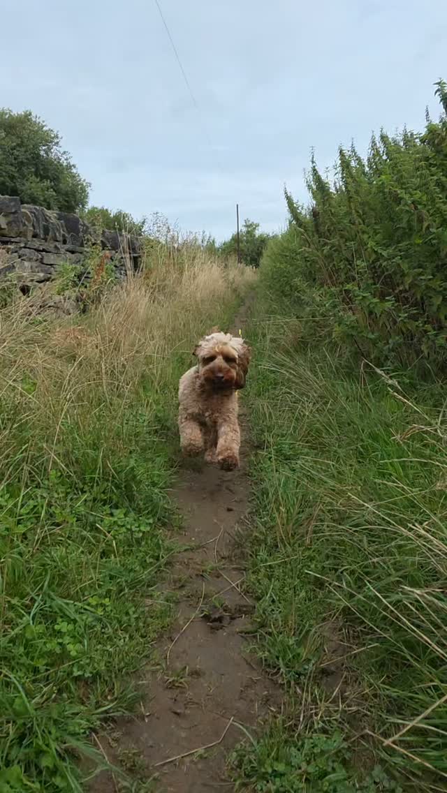 and were back!! hope everyone had a lovely BH weekend!?
we are recharged and ready to go!!
#DogDaycare #LicensedHomeBoarding #wavytails #PetCareProfessionals #DogLife