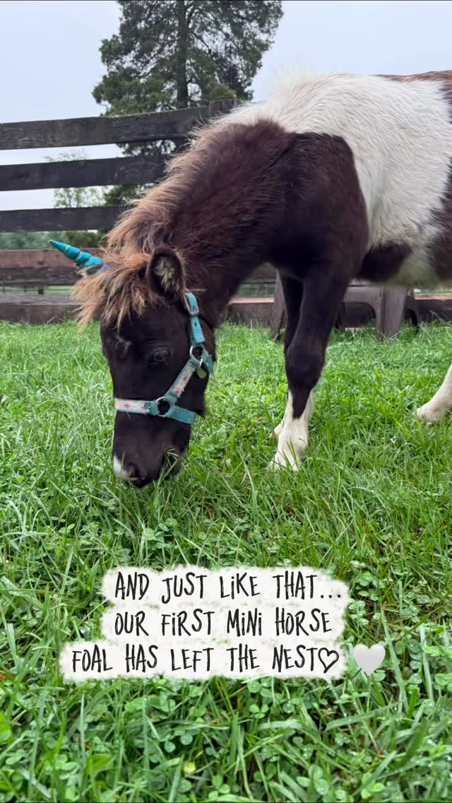 And just like that, our first miniature horse foal has left the nest. 🤍
Maverick was a personal favorite around here — and definitely a fan favorite, too. From the very beginning, he had the sweetest, kindest personality and absolutely loved people. And kisses. Lots and lots of kisses. 💋
He also never turned down a Unicorn Social. 🦄 Despite technically being a colt, Maverick was perfectly comfortable being glittered, decorated, and transformed into a unicorn whenever the occasion called for it. 😂 He met so many families during his time here and somehow seemed to know that being loved on was part of his job.
Watching him grow was pretty incredible. He started out as this fluffy, slightly awkward little guy, and somewhere along the way he turned into an incredibly striking, handsome young colt. We’re not sure we even saw that transformation coming.
But as handsome as he became, the very best thing about Maverick was always his personality. He is just genuinely kind. 🤍
Today, Maverick left Sweet Dreams Acres with his mom, Misty, and headed to an absolutely beautiful facility with a wonderful, kind, loving, and experienced family. Knowing exactly where our animals are going and who will be loving them makes these goodbyes so much easier — and we truly could not have asked for a better home for these two.
We will miss this sweet boy very much, but we could not be more excited for the life ahead of him.
Go live your very best life with the very best family, Maverick. 🤍✨ And please never stop being willing to wear a unicorn horn. 🦄💕
#SweetDreamsAcres #MiniatureHorse #MiniHorse #HorseReels #FarmLife
