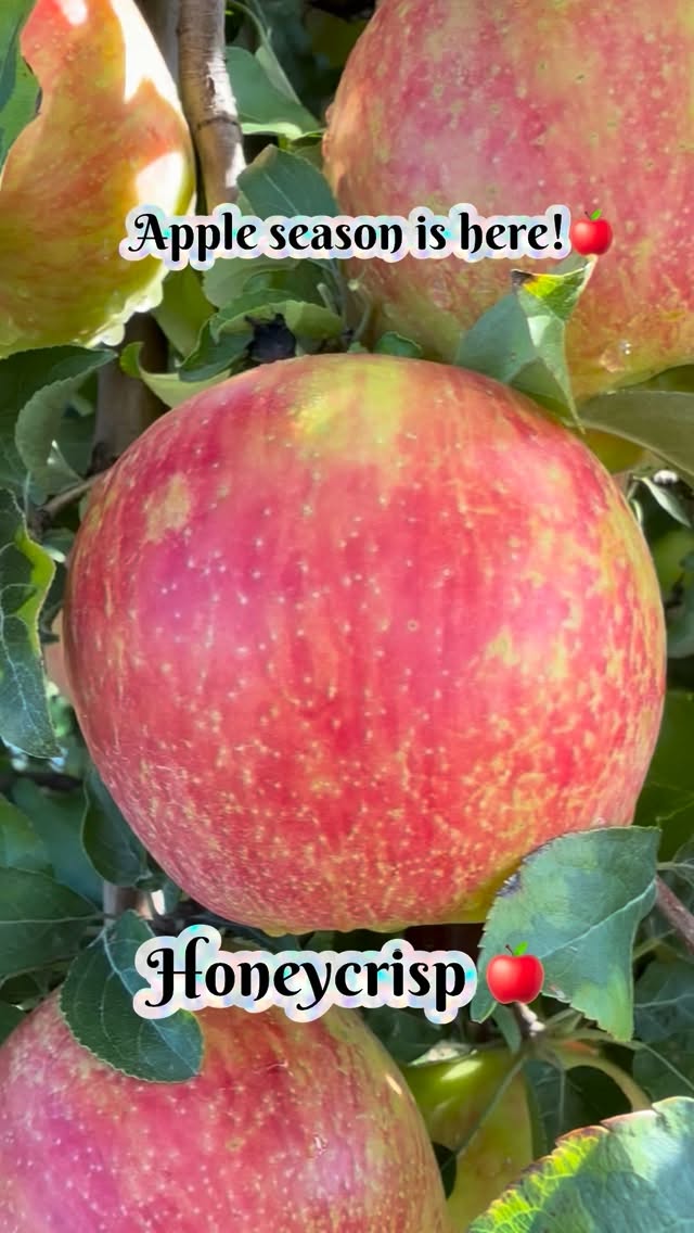 We now have 6 varieties of apples available for u-pick and yes we are open all labor day weekend! ๐
Check out whatโs new below. Stayed tuned for more updates!
U-pick availability:
โข Apples ๐ $1.40/lb
- Honeycrisp, Gala, Blondee, Jonamac, Empire, Cortland
โข Pears ๐ $1.50/lb (Bartlett)
โข Sunflowers ๐ป $1 per stem
Farm market:
โข Peaches ๐ (limited supply)
- Allstar, Baby Gold
โข Apples ๐ ๐
- Honeycrisp, Gala, Golden supreme Macintosh
โข Pears ๐ (Bartlett)
โข Nectarines ๐ณ
โข Stanley plums ๐ณ
โข Elephant heart plums ๐ณ
โข Damson Plums ๐ณ
โข Blueberries ๐ซ
โข Apples ๐ ๐
โข Watermelon ๐
โข Cantaloupe ๐
โข Sweet corn ๐ฝ
โข Farm fresh vegetables ๐ฅ
โข Bakery + concessions๐ฉ๐ญ
โข Frozen Pitted Sour Cherries ๐
โข Frozen Fruits ๐๐ซ๐๐
โข Farm Fresh Eggs ๐ฅ
โข Frozen Apple Cider ๐ง
โข Apple Cider Slushie ๐
โข Fresh Donuts ๐ฉ
โข Soft Serve Ice cream ๐ฆ
โข Honey, Maple Syrup, Jams, Salsas & More! ๐ฏ
๐ Farm Attractions โ All Day Fun:
โข The Barnyard ๐๐ฎ
โข Animal Barn ๐๐ฆ๐๐๐๐โโฌ
โข Wagon Rides ๐
โข Barrel Rides ๐
โข Playground ๐
โข Combine ๐
โข pollinator habitat ๐ผ
โข Sunflower trail ๐ป
โข Corn Maze ๐ฝ
๐ Farm Passes
โข Farm Pass โ $3 ๐พ
Includes Access To: U-Pick and Wagon Ride ๐
(Seniors 65+, Veterans, and Kids 5 & under are FREE)
โข Barnyard Pass โ $10 ๐๐
Includes all day access to play in the Barnyard Fun Area: Bounce House Inflatables ๐, Barrel Rides ๐, Gravity Wagon ๐, and Sand Box ๐Combine ๐
โฐ Open Daily | 10 AM โ 5 PM | Including All Holidays Rain or shine!
Address: 6405 109th Ave, South Haven MI ๐
We canโt wait to see you at the farm!๐
#peaches #farming #apples #pickingseason #upickfarm fruit