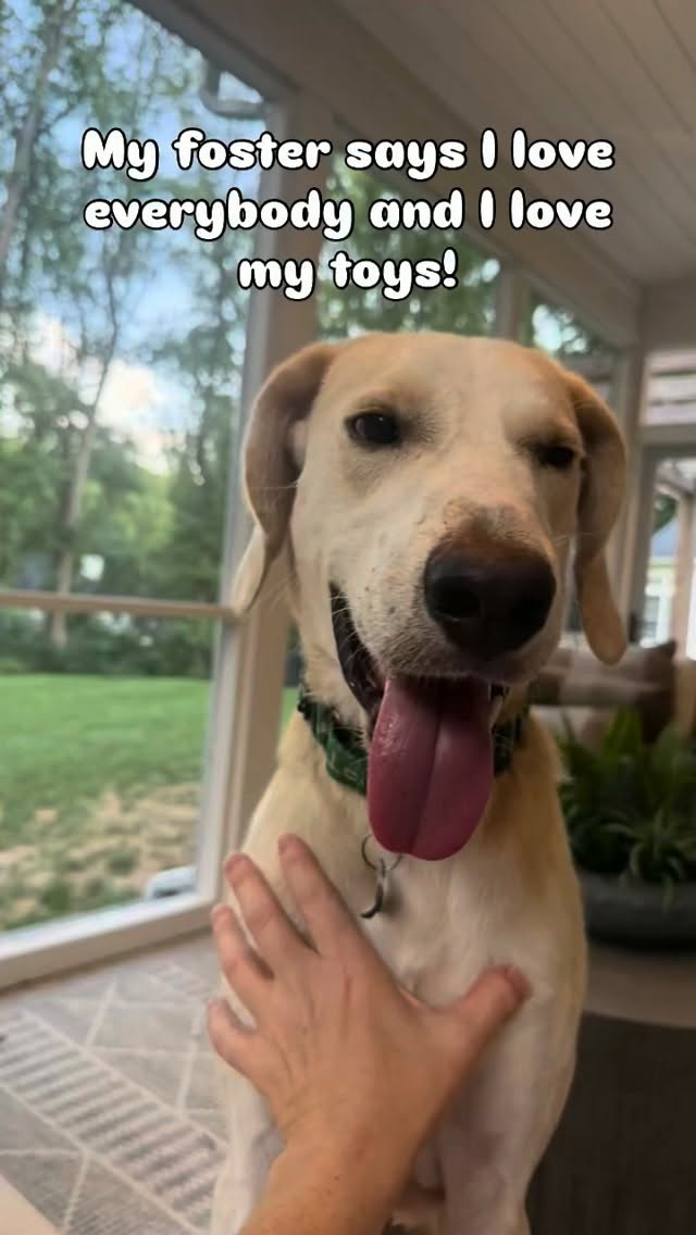 💛 Foster highlight!!! 💛
Adopt Grapefruit! No one can understand why this boy is still at the shelter? He literally checks ALL of the boxes!
He is a retriever lemon hound mix about 3 years old and is the sweetest boy and literally checks all of the boxes! Maybe 47 pounds basically… Tall and lean.
✅ potty trained and crate trained
✅ walks well on a leash
✅ is dog friendly at the shelter
✅ loves meeting people
✅ ✅ great with kids!
His only con is he’s a counter surfer, but that’s simple training!
➡️ adopt https://www.fspca.org/adopt
➡️ foster takeover https://www.fspca.org/foster
#shelterdogs #adopt #foster #fluvannaspca #houndsarethebest