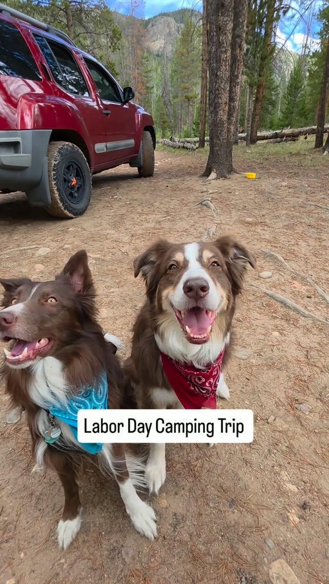 Labor Day weekend is here! 🤘
I’m heading for the mountains with SkaDawg, Sidekick and Rasta — and I wanna know...
Are you and your dogs heading out camping this weekend, too?!
Camping with my dogs is one of my favorite reminders of why I train in the first place. There are actually quite a few skills I practice that make giving my dogs freedom at camp possible.
It starts before they even get out of the Xterra. I want calm vehicle crating and patience while waiting to be released — no launching out the door like a bunch of hooligans. 😂
Once we’re settled, I walk the edges of our campsite and establish a boundary. I reward the dogs for staying within it and for choosing to check back in with me without being asked. If someone decides to wander past that boundary, they lose some freedom for a bit and hang out on a tether before getting another opportunity.
“Stay Close” means they’re free to sniff, wander and explore, but they need to remain within sight. If they get farther away, I have my whistle recall to bring them back.
I also use “Bingo!” as part of my recall. When the dogs come back to me, “Bingo!” tells them I’m tossing a scatter of treats for them to find. It gives them a BIG payoff for coming back, while also allowing them to sniff and search before heading off to explore again.
“Go Be a Dog” is their environmental release cue — basically, you’re off duty! Go sniff. Explore. Wander around. Do dog stuff. 🤘
And those good ol’ sit, down and stay skills come in pretty handy around camp, too.
One of the biggest things I reinforce? Those completely unprompted check-ins. I want my dogs to learn that even when they have freedom, keeping tabs on me is always worth their while.
None of this is about having dogs who are perfectly obedient every second of the trip.
It’s about giving them the skills to have MORE freedom.
So if you’re heading out this weekend, put the phone down. Get dirty. Let your dog sniff a little longer. And take some of that training out of the backyard and into the life you actually want to live together.
Unplug and Train Your Dog 🤘 Then go use that training to do something rad together!