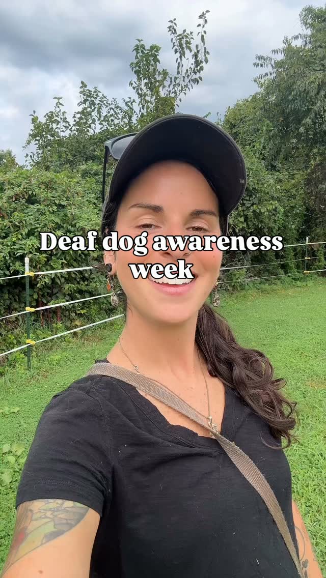 It’s Deaf Dog awareness week! Let’s go over some things that I put into consideration when I have Deaf dogs on my property.
I would love to hear from other Deaf Dog guardians! What are some lifestyle choices you’ve had to make to keep your DD safe and to help them thrive with you?! 💕
#deafdogawareness