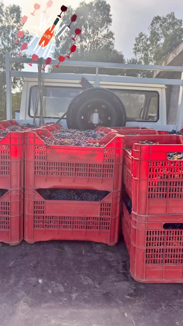 The first stage of the wine making last week 🍷
#wine #winelover #redwine #winemaking #cannonau #sardinia #sardegna #sardinialife