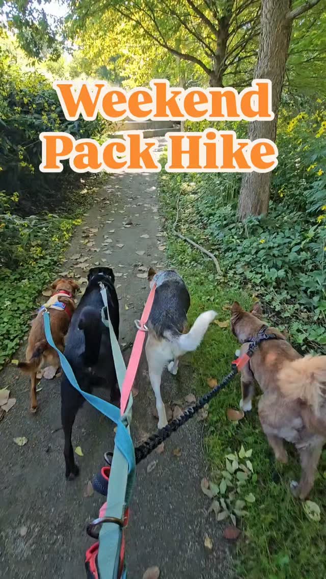Steadily entering the very best time of year for hiking with friends! πΌππ
#happypup #happypupdogwalking #happypupdogboarding #weekendpackhike