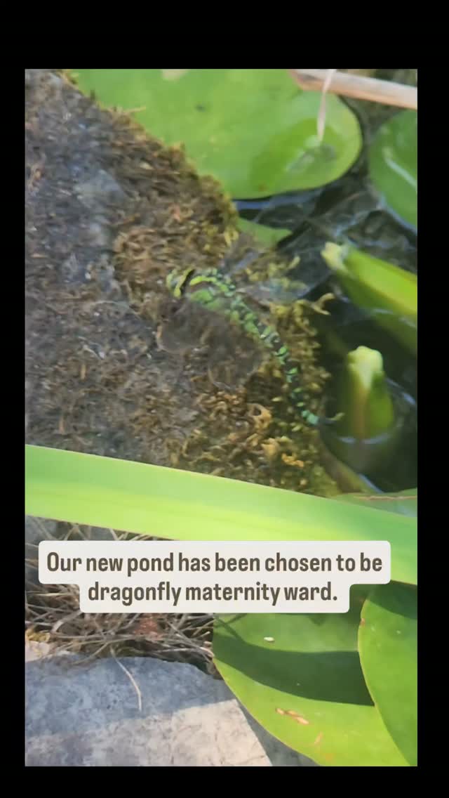 Our tiny pond is just over a year old and somehow it’s already become its own little ecosystem 🥹
Newts, freshwater shrimp, snails… and now I’ve just watched a dragonfly laying her eggs next to it.
I know nature knows what it’s doing, but it still feels slightly magical when wildlife decides the little habitat you made is good enough to call home. 💚
Woman on a mission indeed.