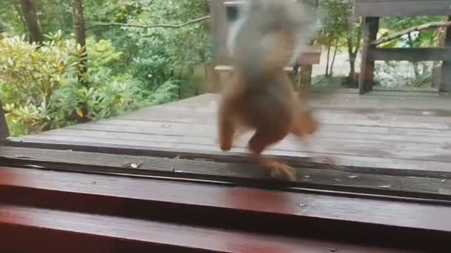 もぐもぐタイムのリスさん🐿
#リス
#動物
#テラス
#癒やし
#squirrel