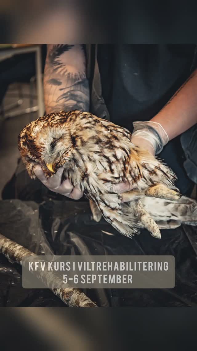My husband got me the most amazing weekend for my birthday. A two-day course in wildlife-rehabilitation! I have been interested in taking this class since 2013 and now I finally have!
.
It was so cool learning about how to care for injured wild animals. So thankful and full of inspiration. Knowledge is the first and very important step in how to care for the wild.
.
#kfv #wabisabimaker #savinganimals #birdrescue #viltrehabilitering