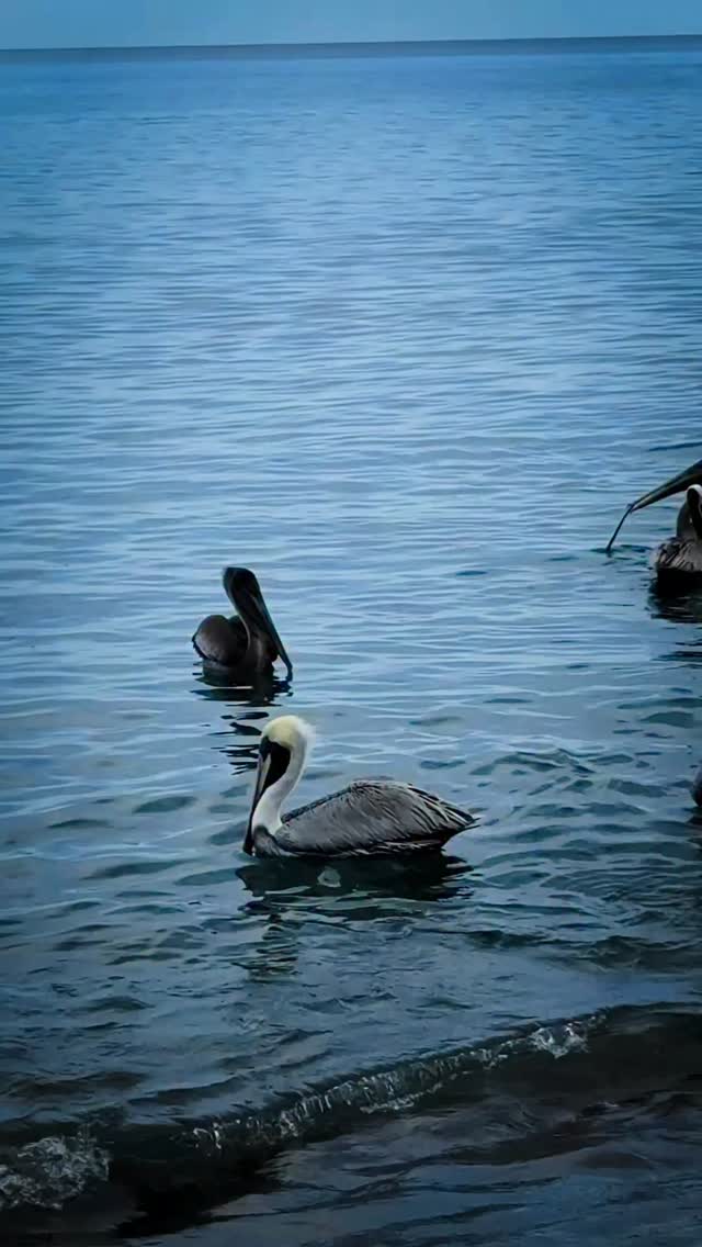 Lots d’un « tirage de senne », les pélicans sont souvent présents en très grand nombre tout au bord de la plage, un moment toujours incroyable à vivre… 🤩
Si toi aussi tu souhaites vivre cette expérience et beaucoup d’autres 100% locales, tu peux les retrouver dans mon guide interactif Martinique 🇲🇶
▶️ le lien est dans ma bio 😎
#tiragedesenne #martinique #pelican #martiniquetourisme #gomartinique