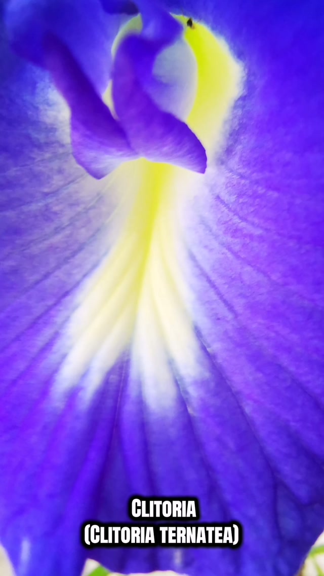 Clitoria (Clitoria ternatea) una asiática mexicanizada y llena de bienestar.
Adaptógena, antioxidante, antiinflamatoria, antiviral, hepatoprotectora, neuroprotectora, pero cito tóxica y por si fuera poco... Colorante azul intenso.
#clitoria #clitoriaternatea #azul #florazul #lasfriegas