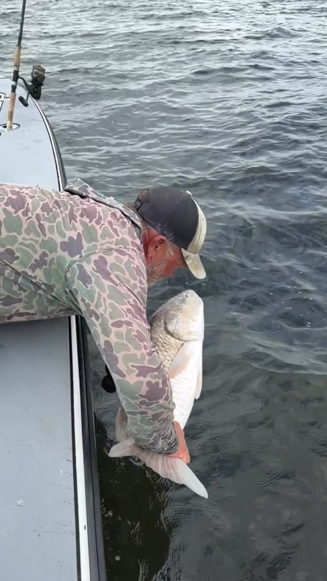 Bulls on the Pamlico! #bullreds #release #drumfishing #drumspots #lifeisgood